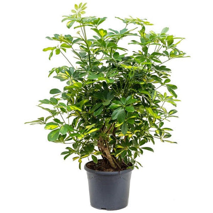 Schefflera Arboricola, Gold Capella,  Dwarf Umbrella Tree