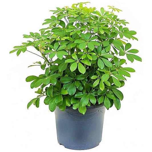 Schefflera Arboricola Dwarf Umbrella Indoor plant