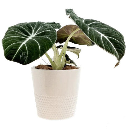Alocasia Black Velvet Dwarf - www.Greenie.ae Buy online Best and Healthy Plants and quality products guarantee in Dubai Plants Shop in Dubai Abu Dhabi all over UAE Plants near me Fresh Plants in Dubai where to buy plants in UAE - Greenie.ae