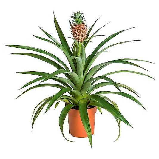 Pineapple, Ananas Comosus