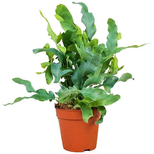 Phlebodium Blue Star Fern indoor plant