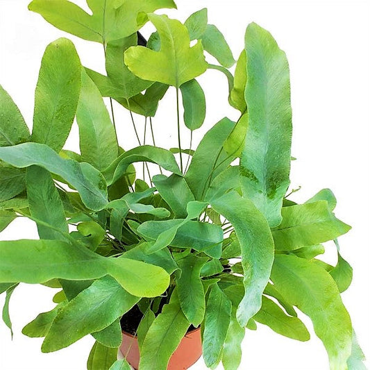 Phlebodium Blue Star Fern indoor plant