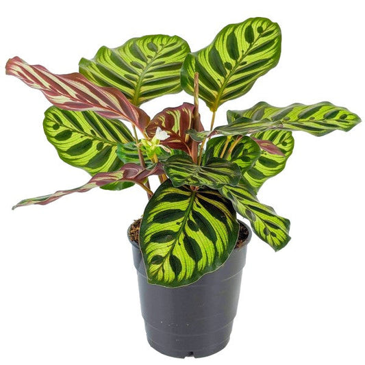 Calathea Makoyana or Cathedral Windows Plant