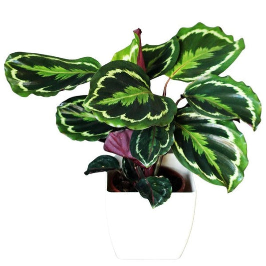 Calathea Medallion Peacock Indoor Plant