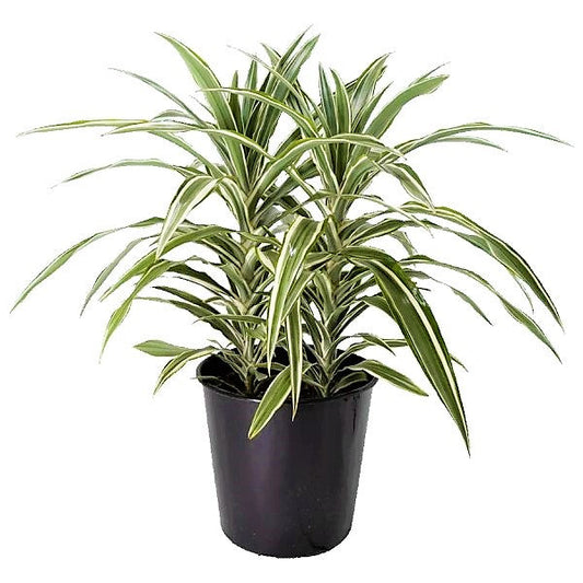 Dracaena Deremensis Warneckii Small Indoor Plant