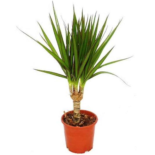 Drago Dracaena Majestic Dragon Indoor Houseplant