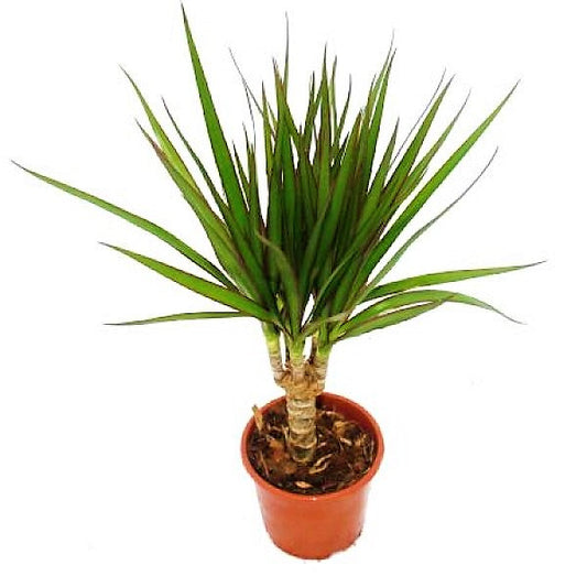Drago Dracaena Majestic Dragon Indoor Houseplant