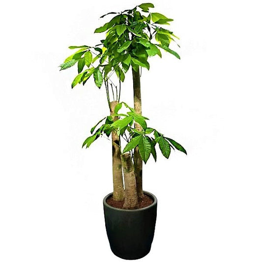Pachira Aquatica Money Tree Triple Trunk Indoor Plant