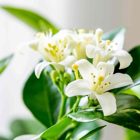 Murraya paniculata, Orange Jasmine, Thai Jasmine