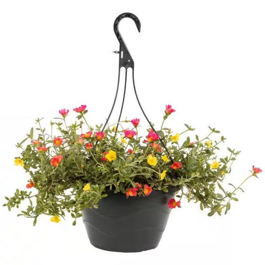 Rose Moss, Portulaca Grandiflora