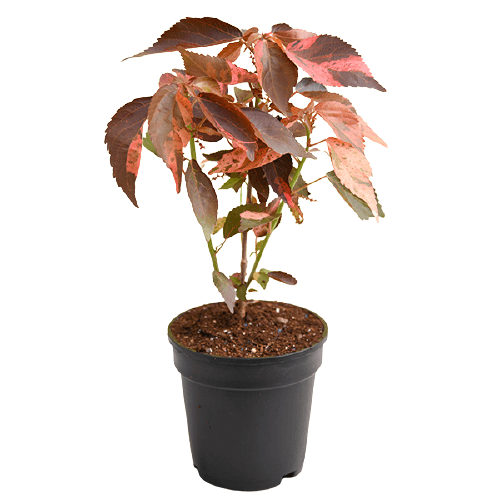 Acalypha wilkesiana, Copper Leaf