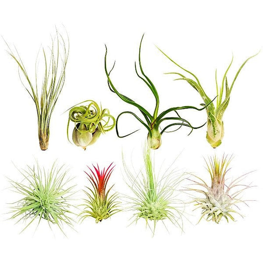 Tillandsia Air Plant Stunning Indoor Decor