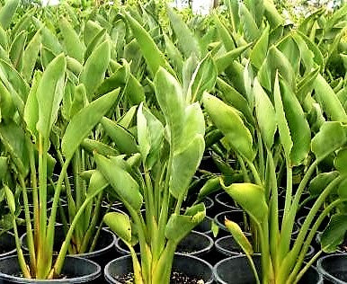 Bird of Paradise, Strelitzia Reginae, outdoor - www.Greenie.ae Buy online Best and Healthy Plants and quality products guarantee in Dubai Plants Shop in Dubai Abu Dhabi all over UAE Plants near me Fresh Plants in Dubai where to buy plants in UAE - Greenie.ae